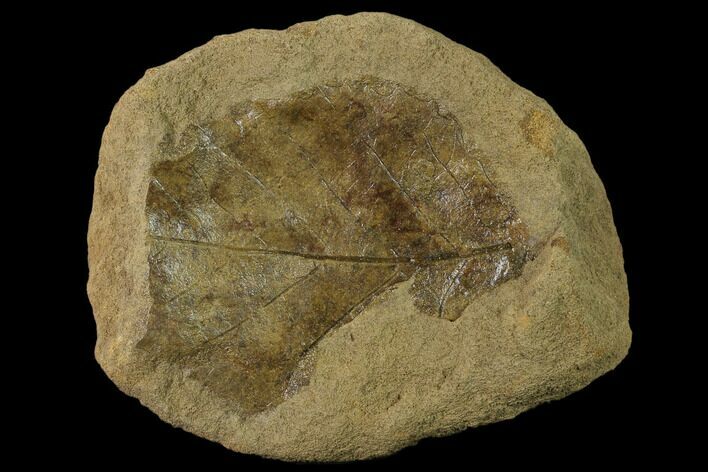 Cretaceous Fossil Leaf (Viburnum) - Kansas #136448